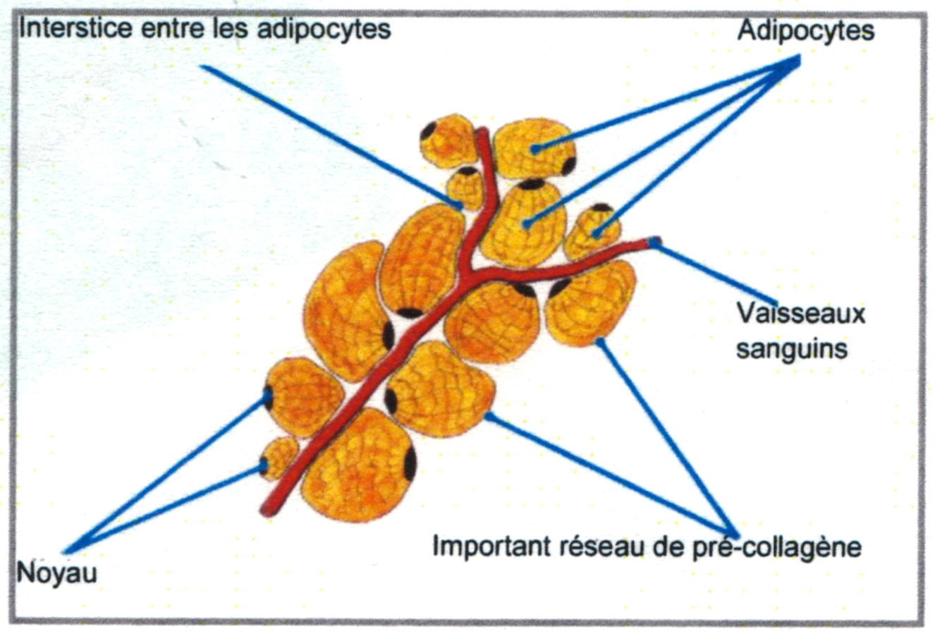 Architecture de l’hypodreme